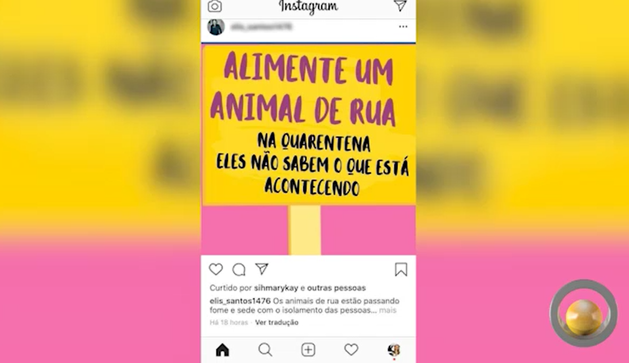 Recomendação para isolamento social e fechamento de comércios também afetam animais de rua / Reprodução TV Câmara